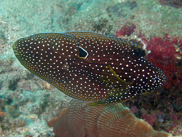Calloplesiops altivelis - komet miralkelbars